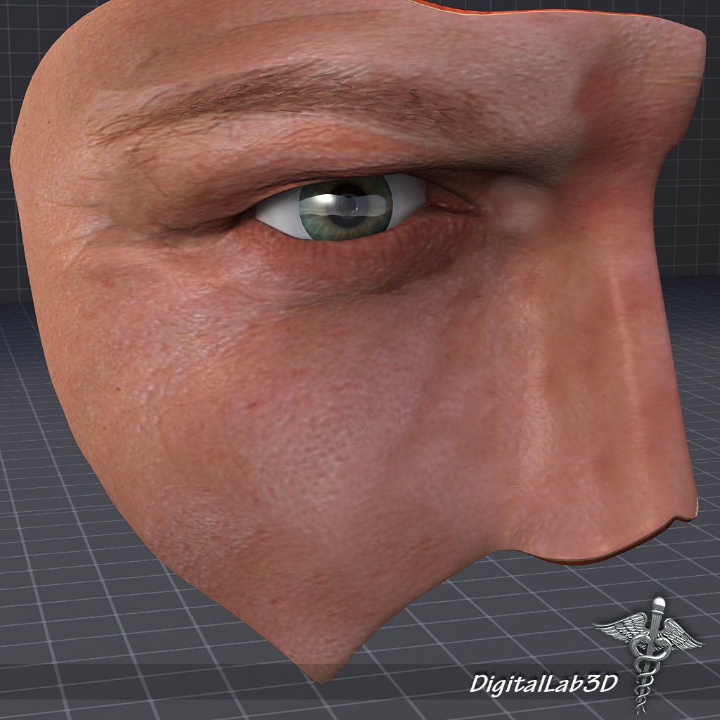 Human Head Anatomy 3D Model – Detailed Anatomy Collection, FBX, OBJ - View 12