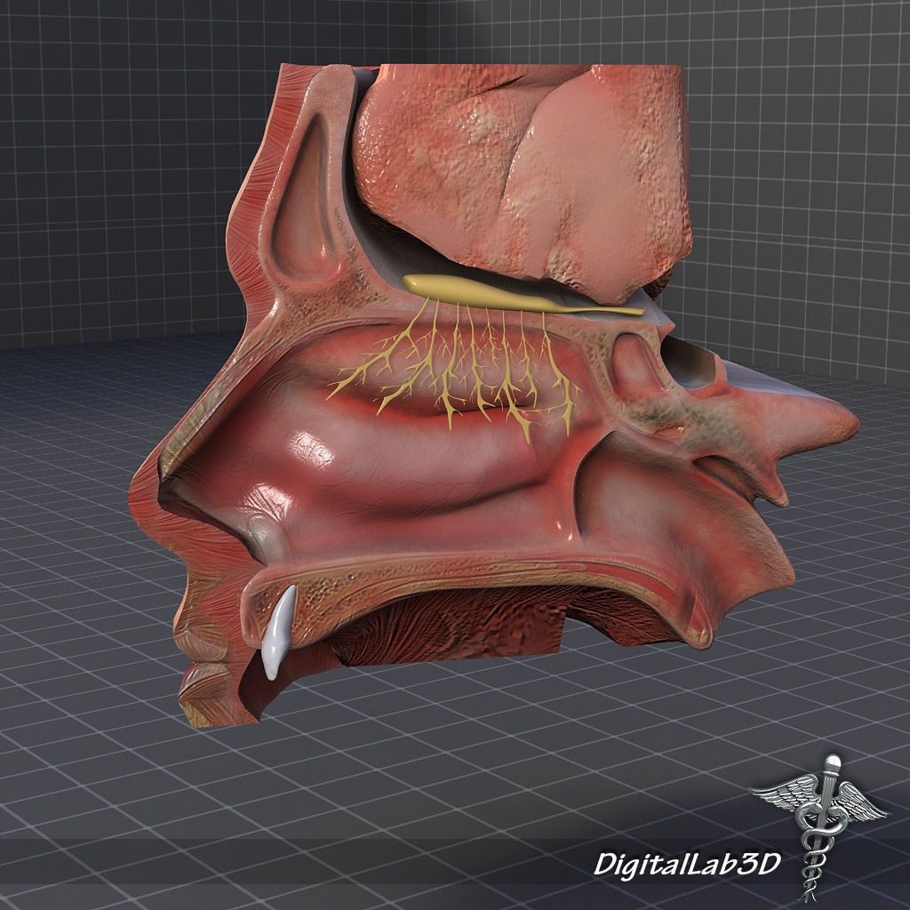 Human Head Anatomy 3D Model – Detailed Anatomy Collection, FBX, OBJ - View 13