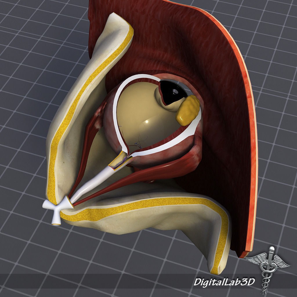 Human Head Anatomy 3D Model – Detailed Anatomy Collection, FBX, OBJ - View 14
