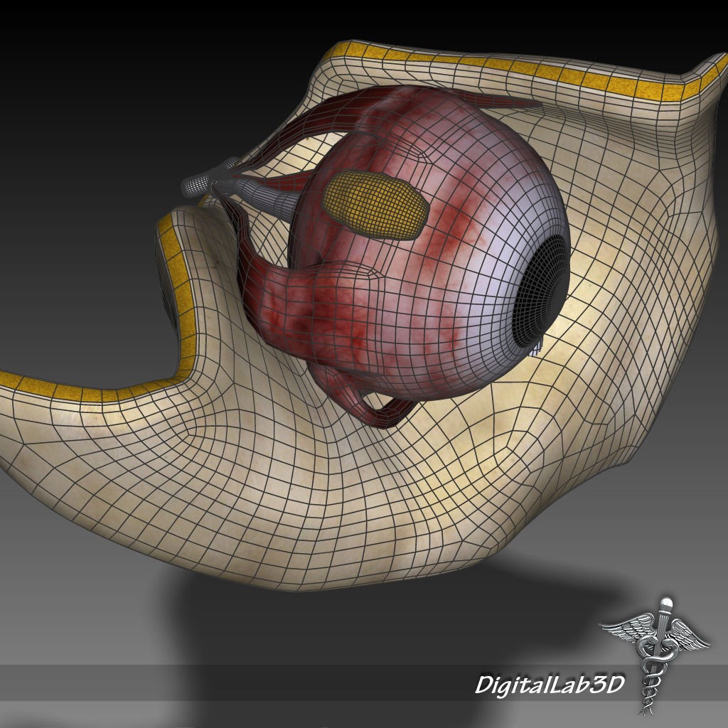 Human Head Anatomy 3D Model – Detailed Anatomy Collection, FBX, OBJ - View 15