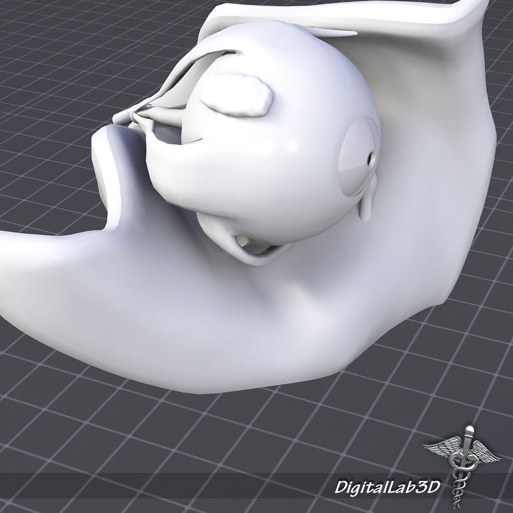 Human Head Anatomy 3D Model – Detailed Anatomy Collection, FBX, OBJ - View 16