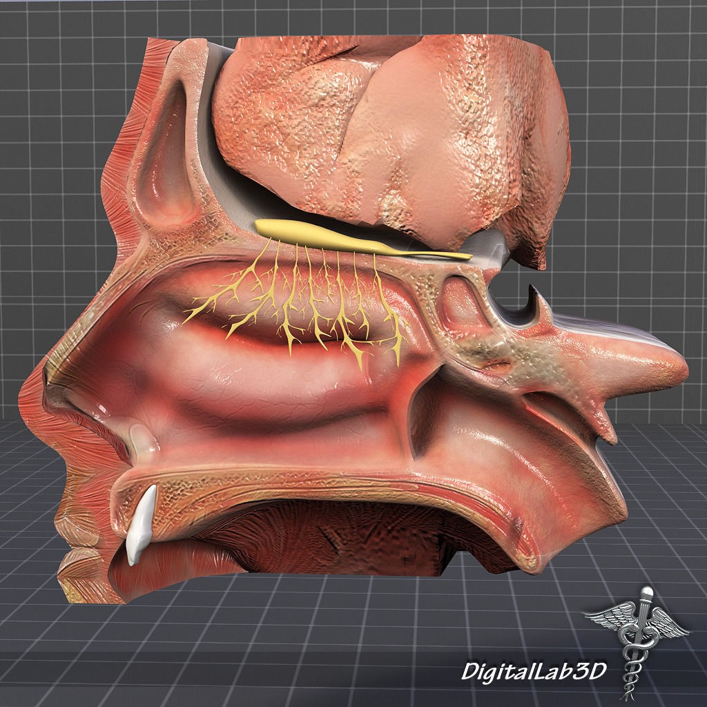 Human Head Anatomy 3D Model – Detailed Anatomy Collection, FBX, OBJ - View 18