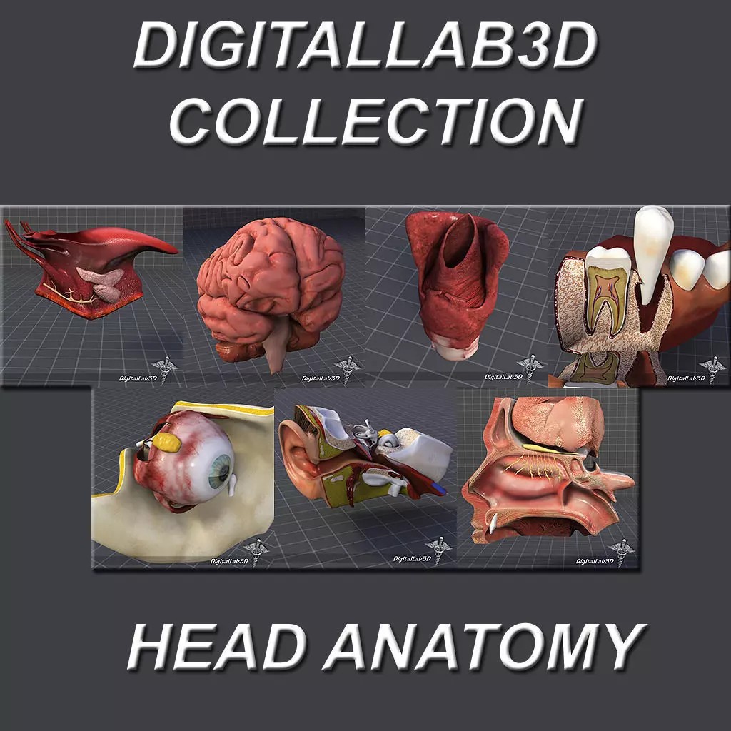 Human Head Anatomy 3D Model – Detailed Anatomy Collection, FBX, OBJ - View 2