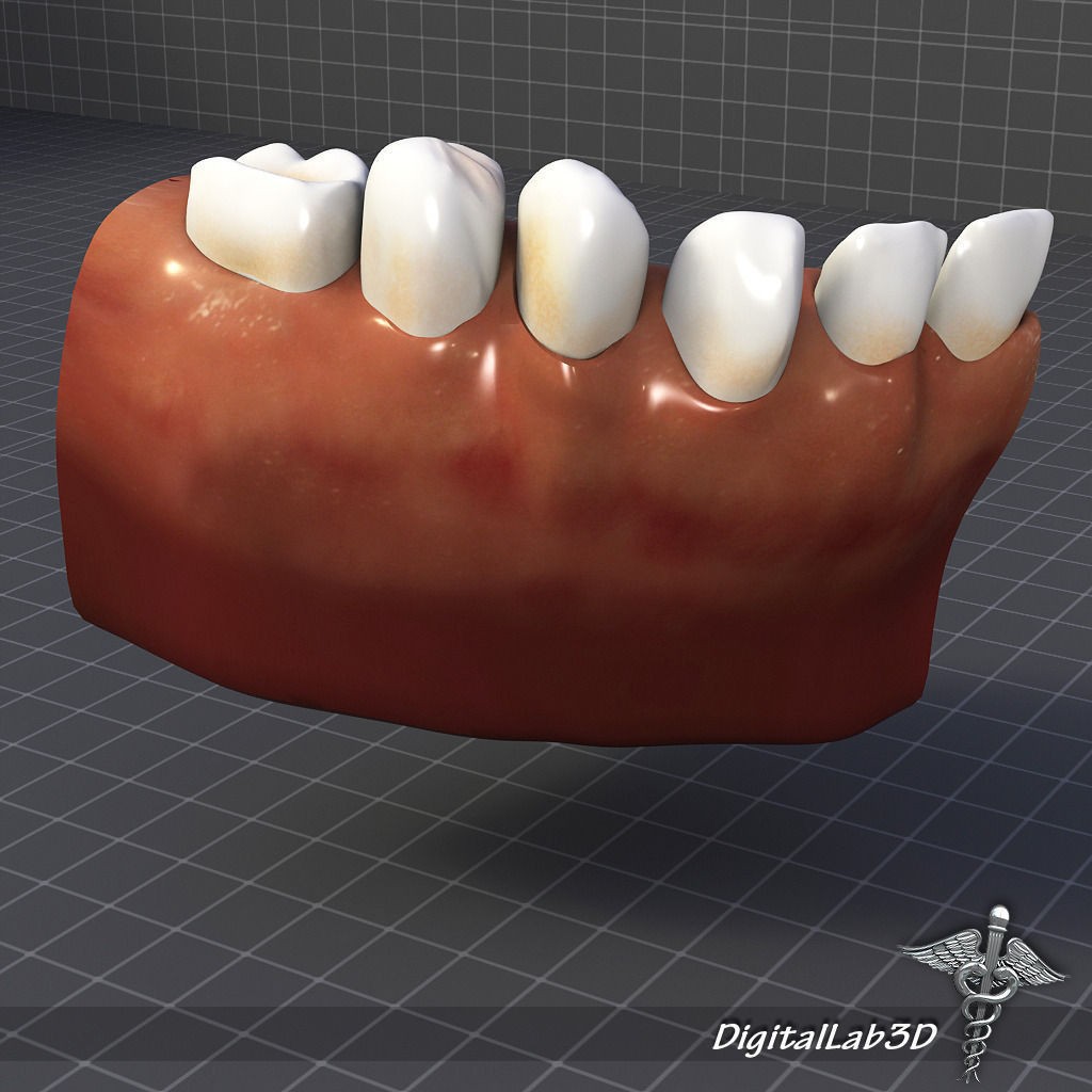 Human Head Anatomy 3D Model – Detailed Anatomy Collection, FBX, OBJ - View 21