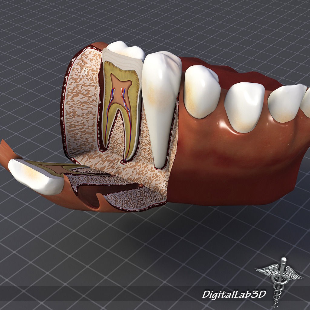 Human Head Anatomy 3D Model – Detailed Anatomy Collection, FBX, OBJ - View 22