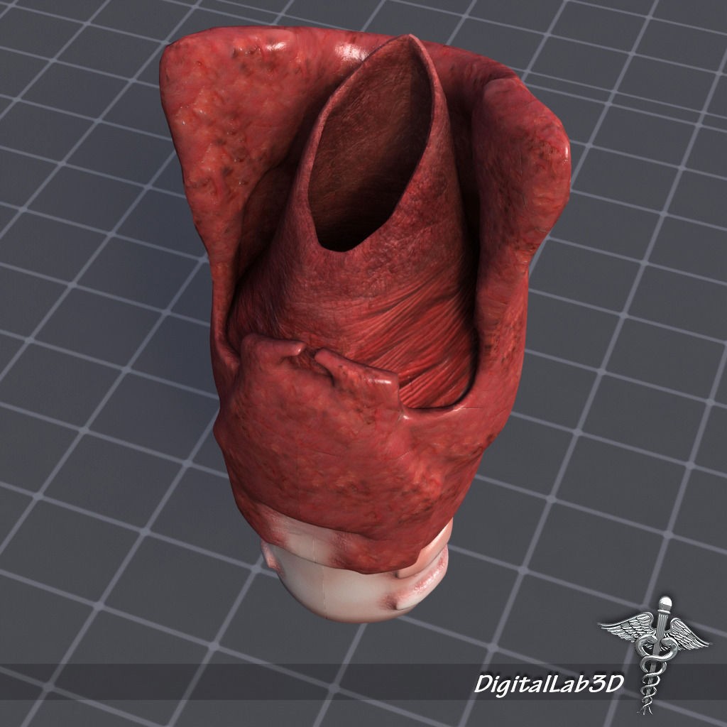 Human Head Anatomy 3D Model – Detailed Anatomy Collection, FBX, OBJ - View 25