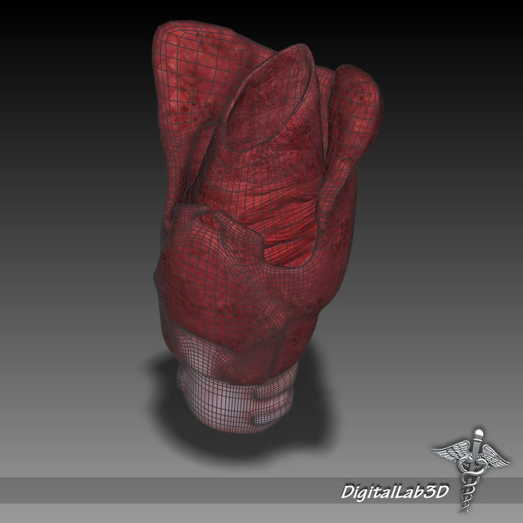 Human Head Anatomy 3D Model – Detailed Anatomy Collection, FBX, OBJ - View 27