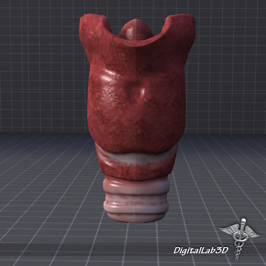 Human Head Anatomy 3D Model – Detailed Anatomy Collection, FBX, OBJ - View 28