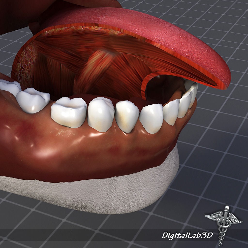 Human Head Anatomy 3D Model – Detailed Anatomy Collection, FBX, OBJ - View 29