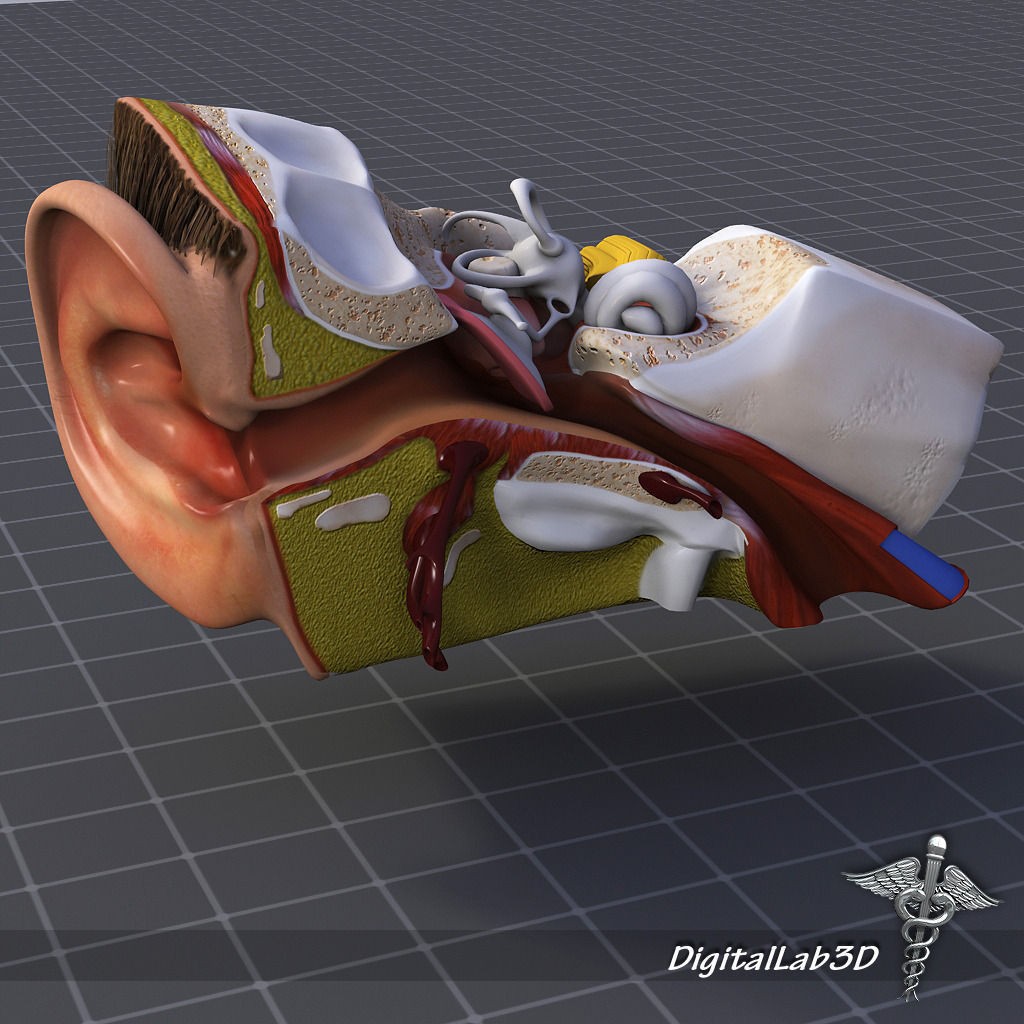 Human Head Anatomy 3D Model – Detailed Anatomy Collection, FBX, OBJ - View 3