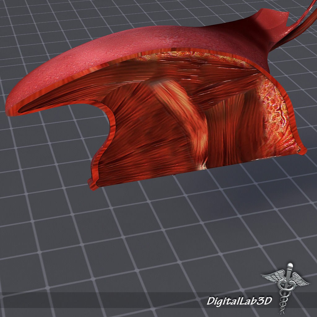Human Head Anatomy 3D Model – Detailed Anatomy Collection, FBX, OBJ - View 30