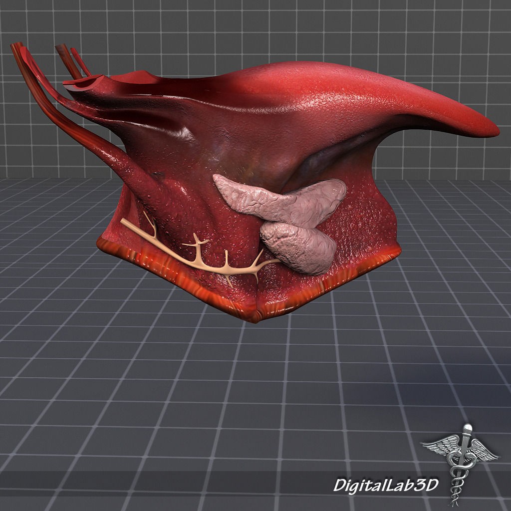 Human Head Anatomy 3D Model – Detailed Anatomy Collection, FBX, OBJ - View 31