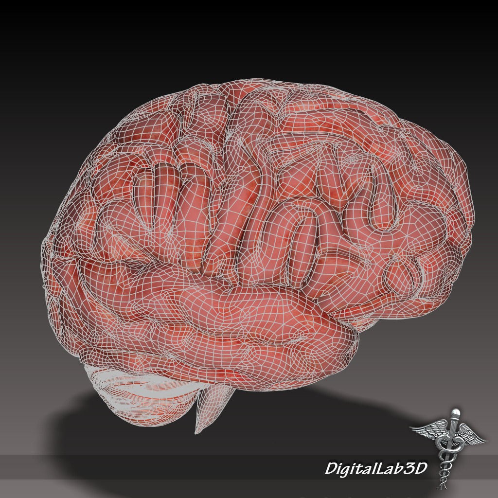Human Head Anatomy 3D Model – Detailed Anatomy Collection, FBX, OBJ - View 4