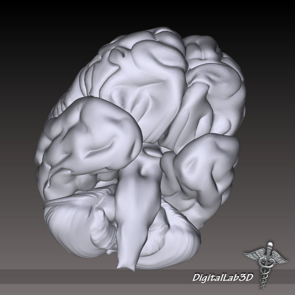 Human Head Anatomy 3D Model – Detailed Anatomy Collection, FBX, OBJ - View 5