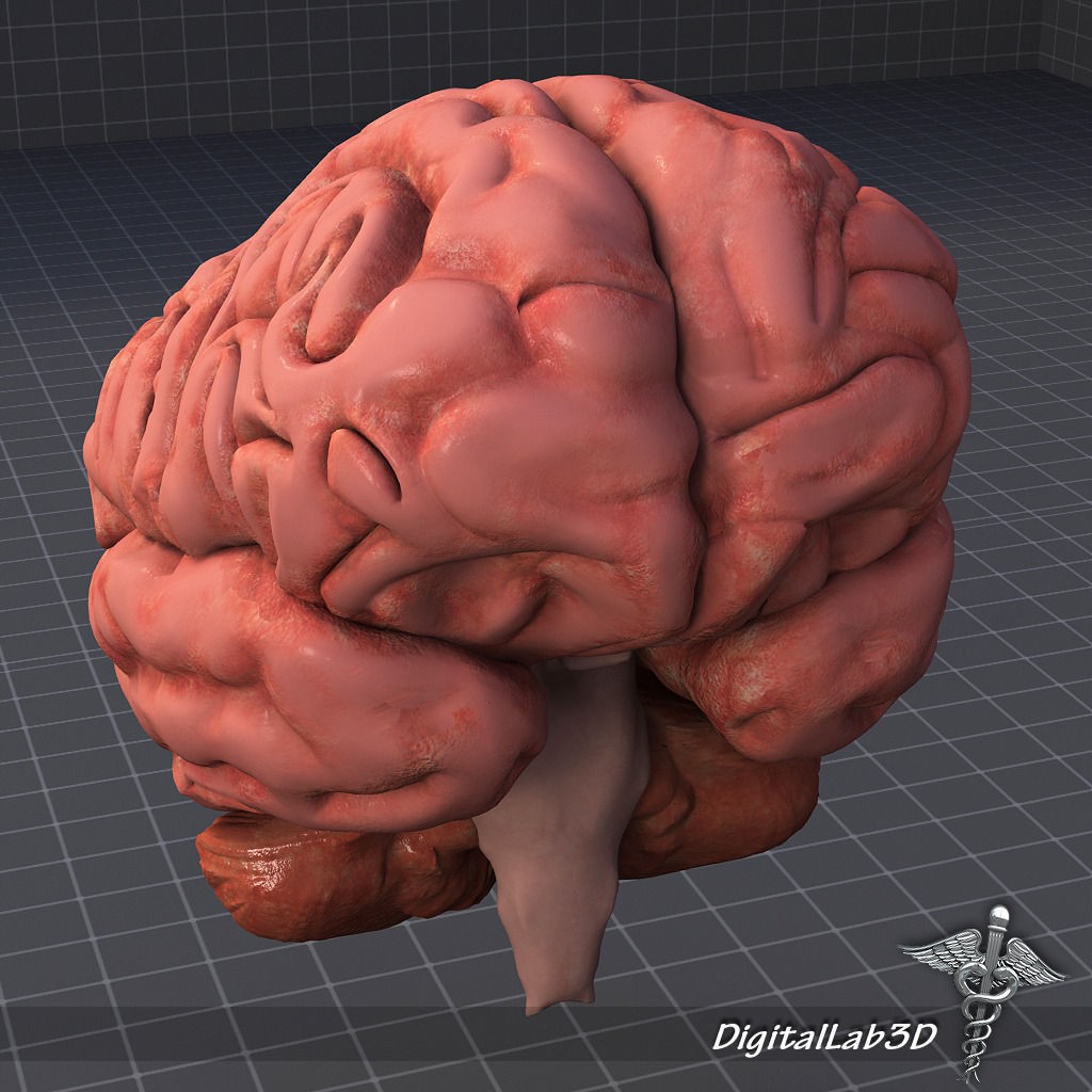 Human Head Anatomy 3D Model – Detailed Anatomy Collection, FBX, OBJ - View 6