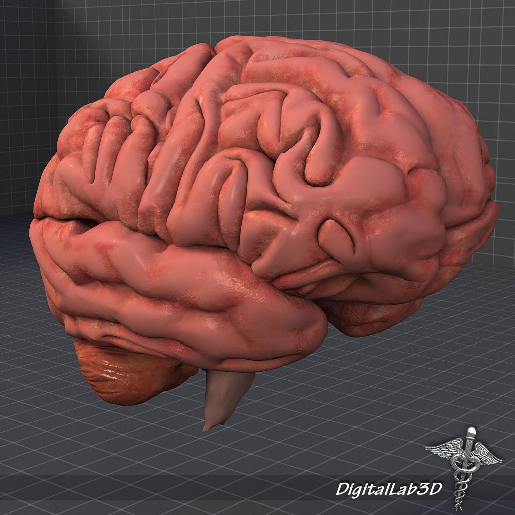 Human Head Anatomy 3D Model – Detailed Anatomy Collection, FBX, OBJ - View 7