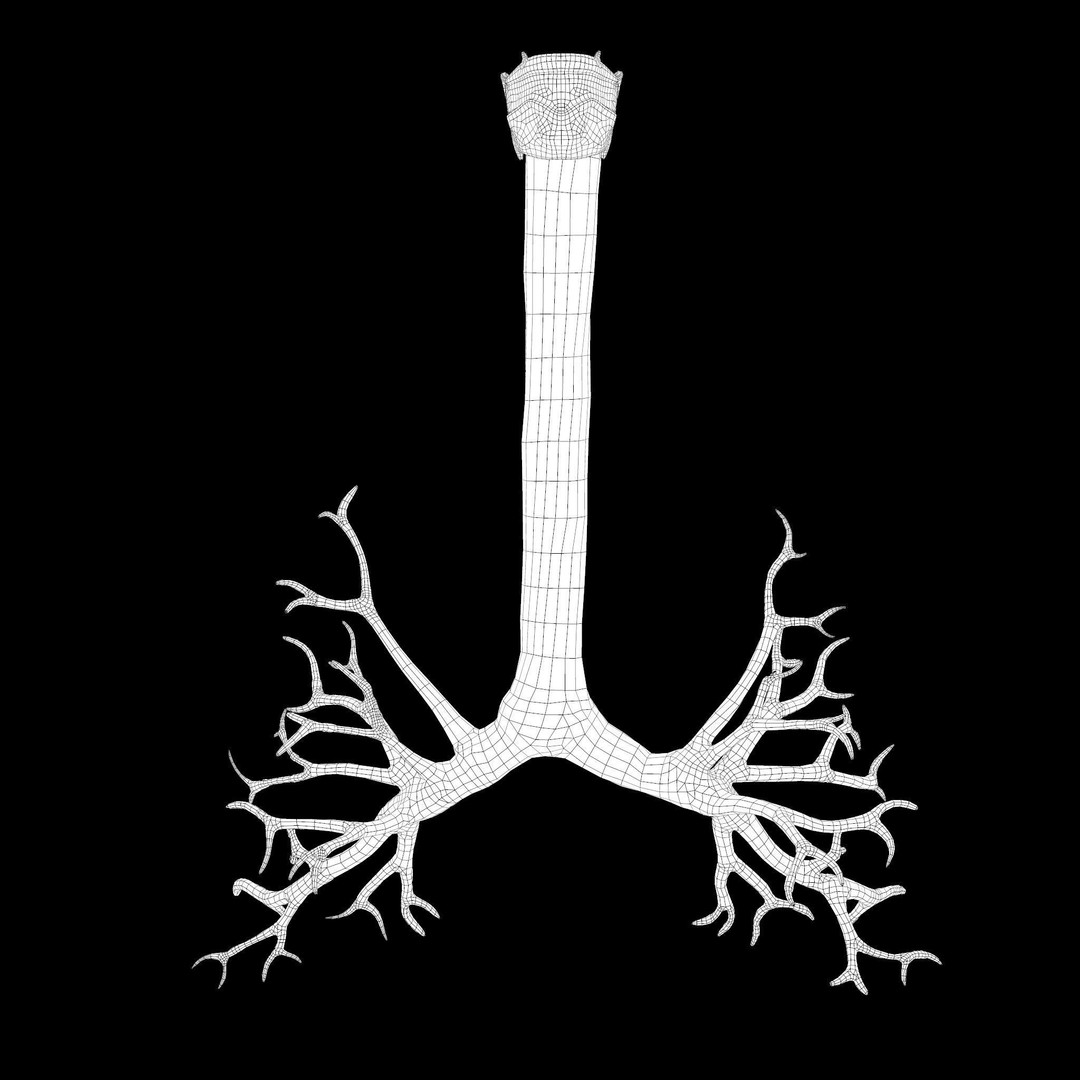 Human Respiratory System 3D Model – Low Poly Animated Asset, FBX