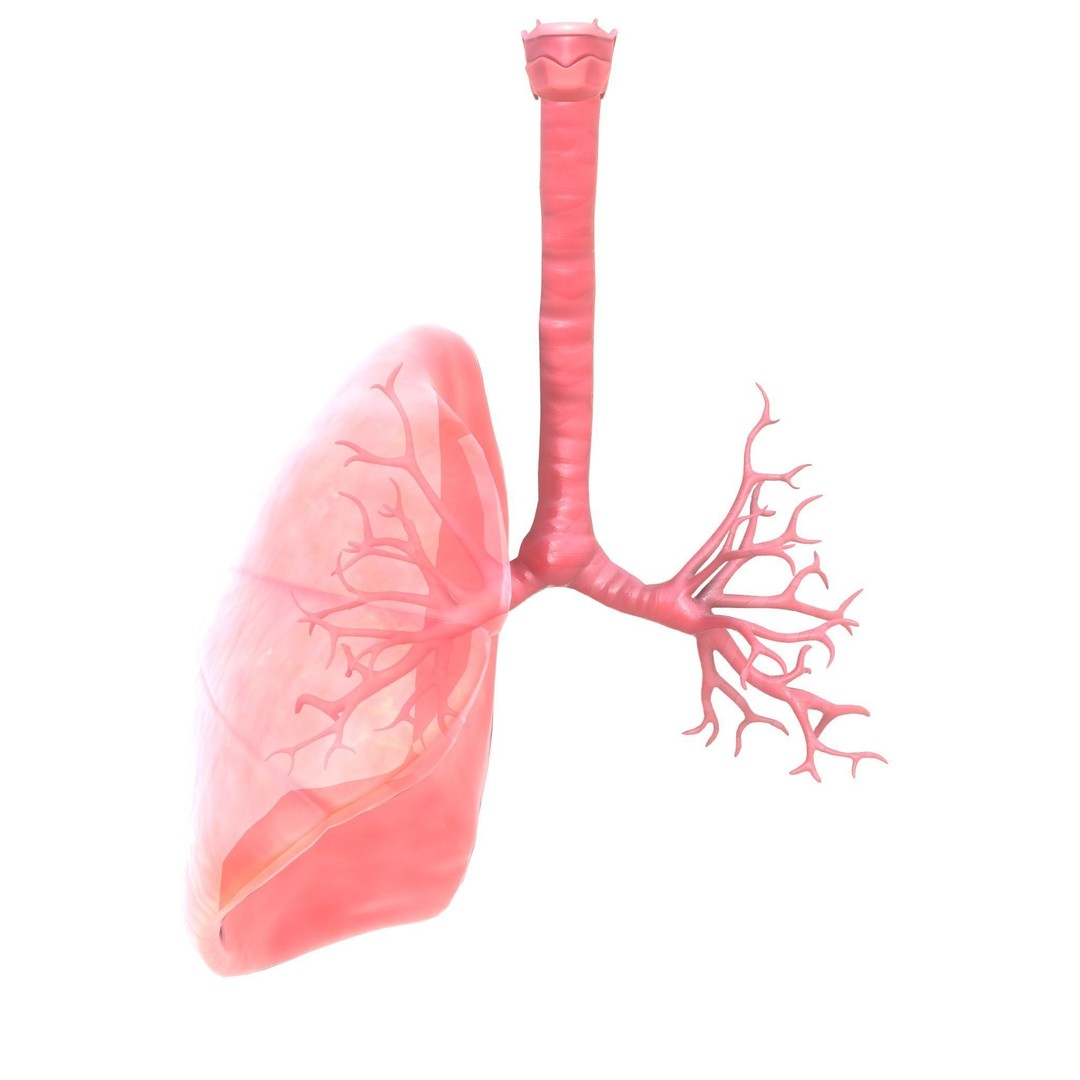 Human Respiratory System 3D Model – Low Poly Animated Asset, FBX - View 10