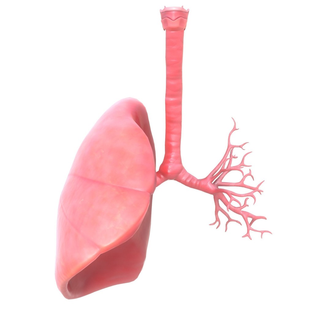 Human Respiratory System 3D Model – Low Poly Animated Asset, FBX - View 11