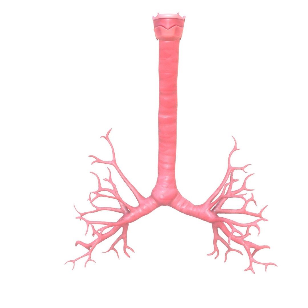 Human Respiratory System 3D Model – Low Poly Animated Asset, FBX - View 12