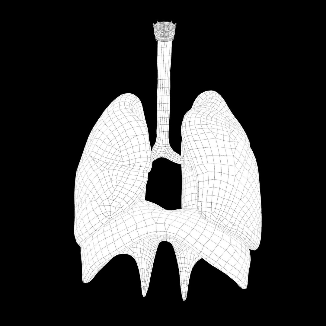 Human Respiratory System 3D Model – Low Poly Animated Asset, FBX - View 13
