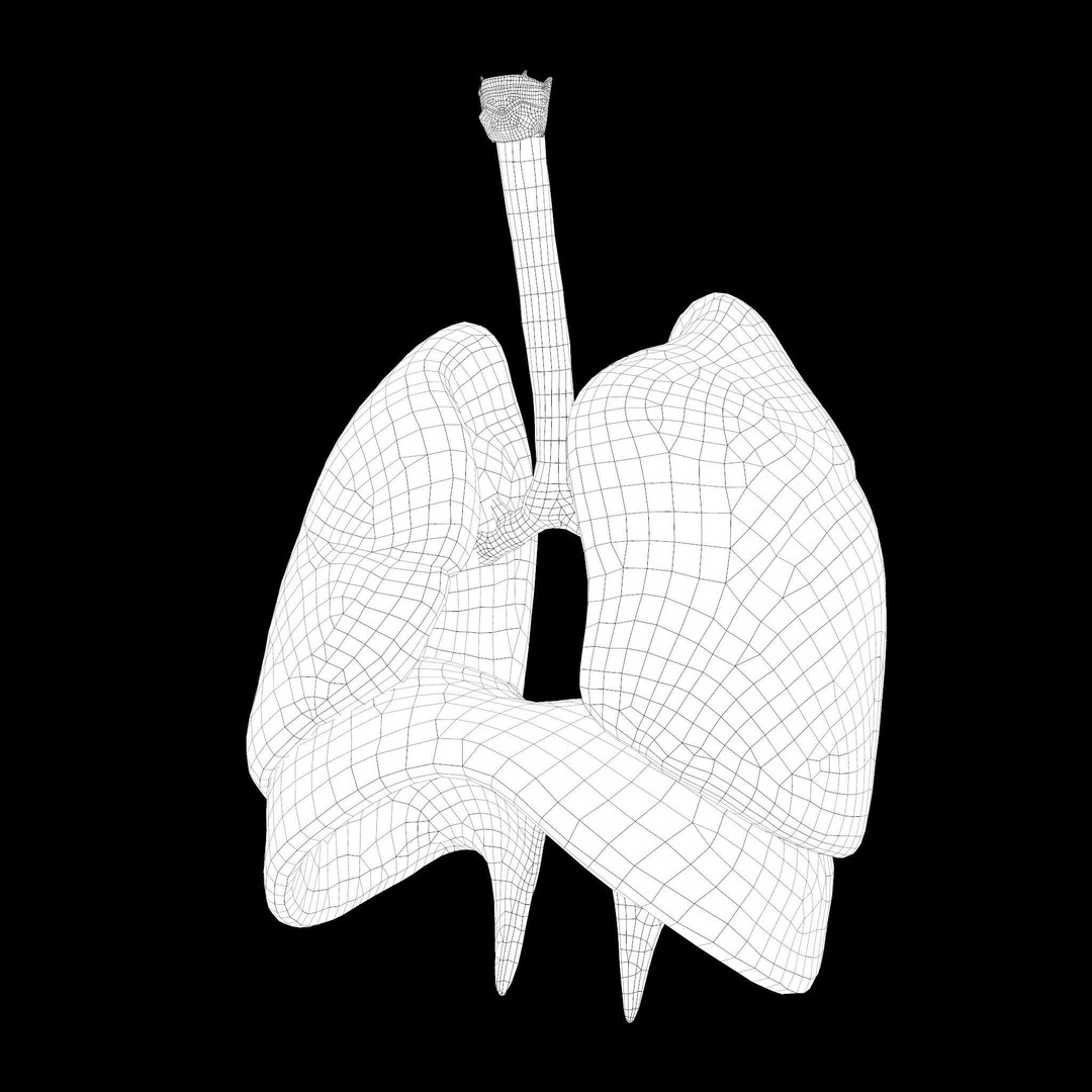 Human Respiratory System 3D Model – Low Poly Animated Asset, FBX - View 14