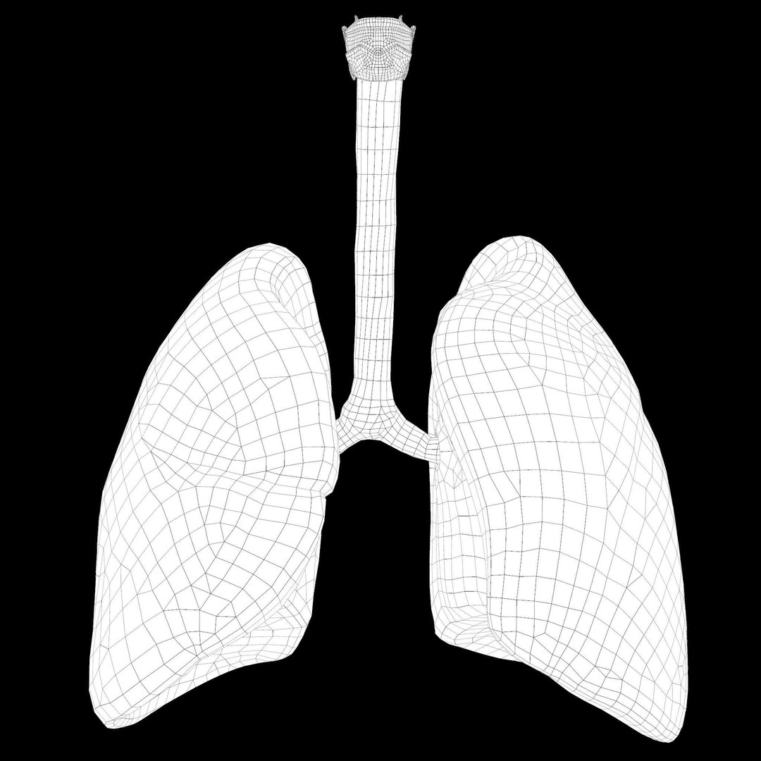Human Respiratory System 3D Model – Low Poly Animated Asset, FBX - View 15