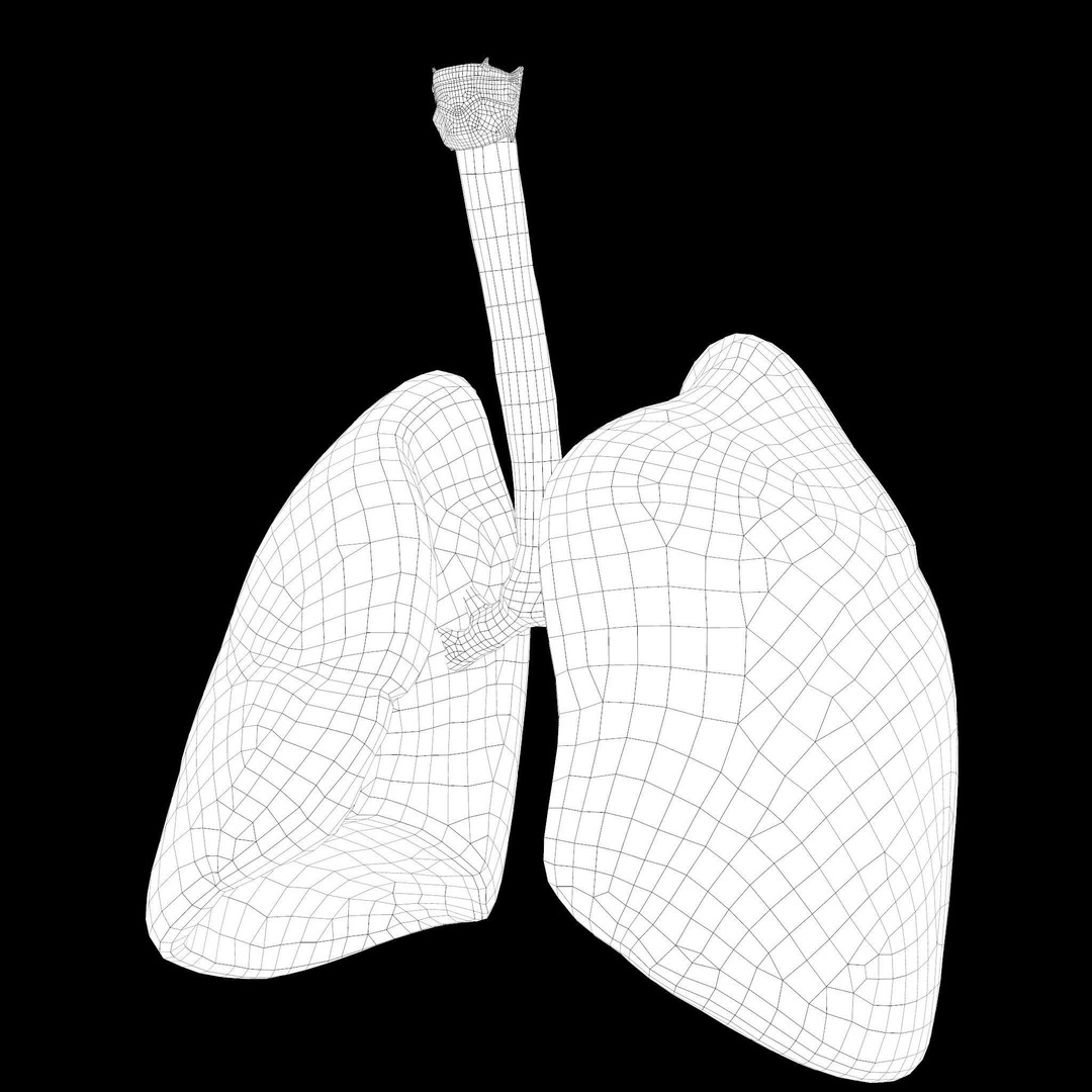 Human Respiratory System 3D Model – Low Poly Animated Asset, FBX - View 16