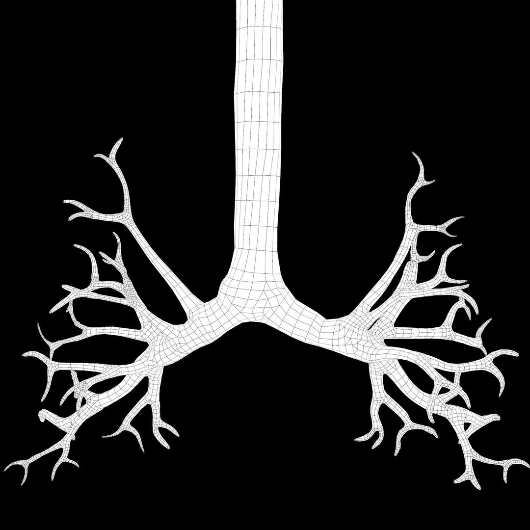 Human Respiratory System 3D Model – Low Poly Animated Asset, FBX - View 17