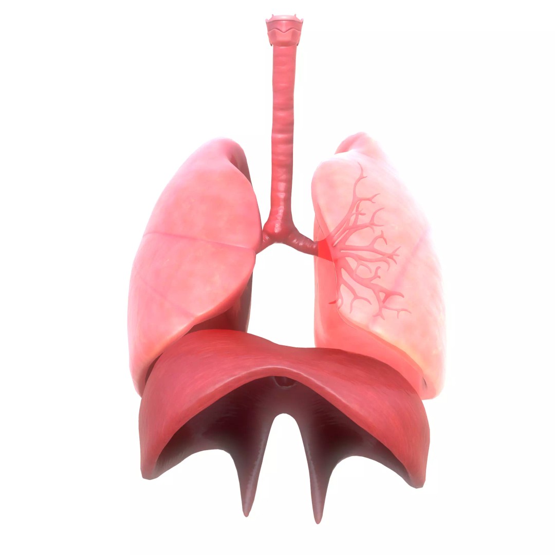 Human Respiratory System 3D Model – Low Poly Animated Asset, FBX - View 2