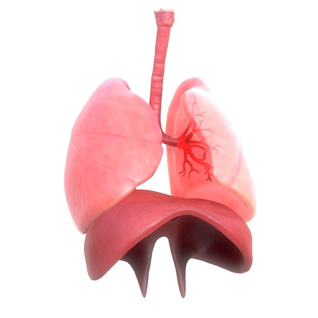 Human Respiratory System 3D Model – Low Poly Animated Asset, FBX - View 3