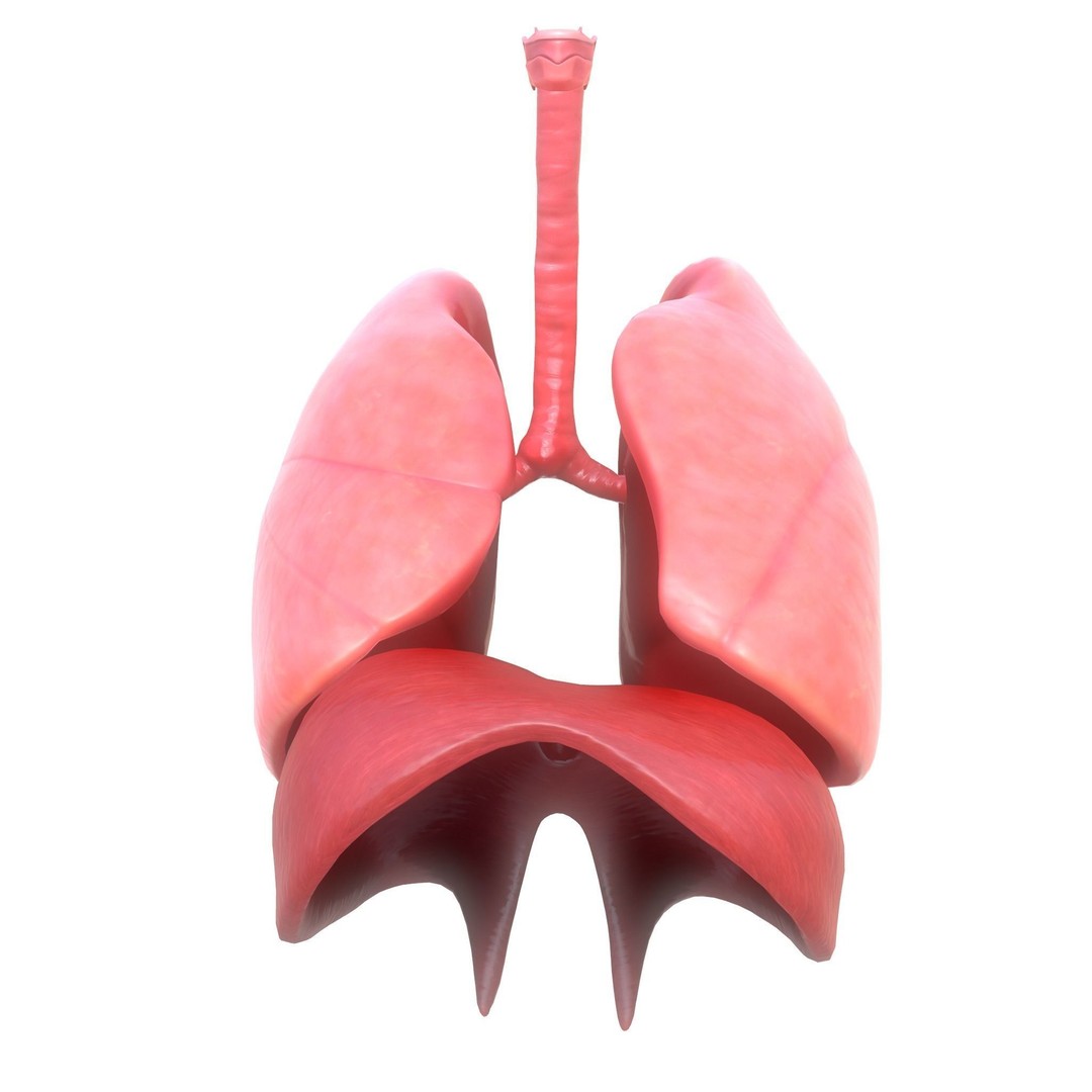 Human Respiratory System 3D Model – Low Poly Animated Asset, FBX - View 4