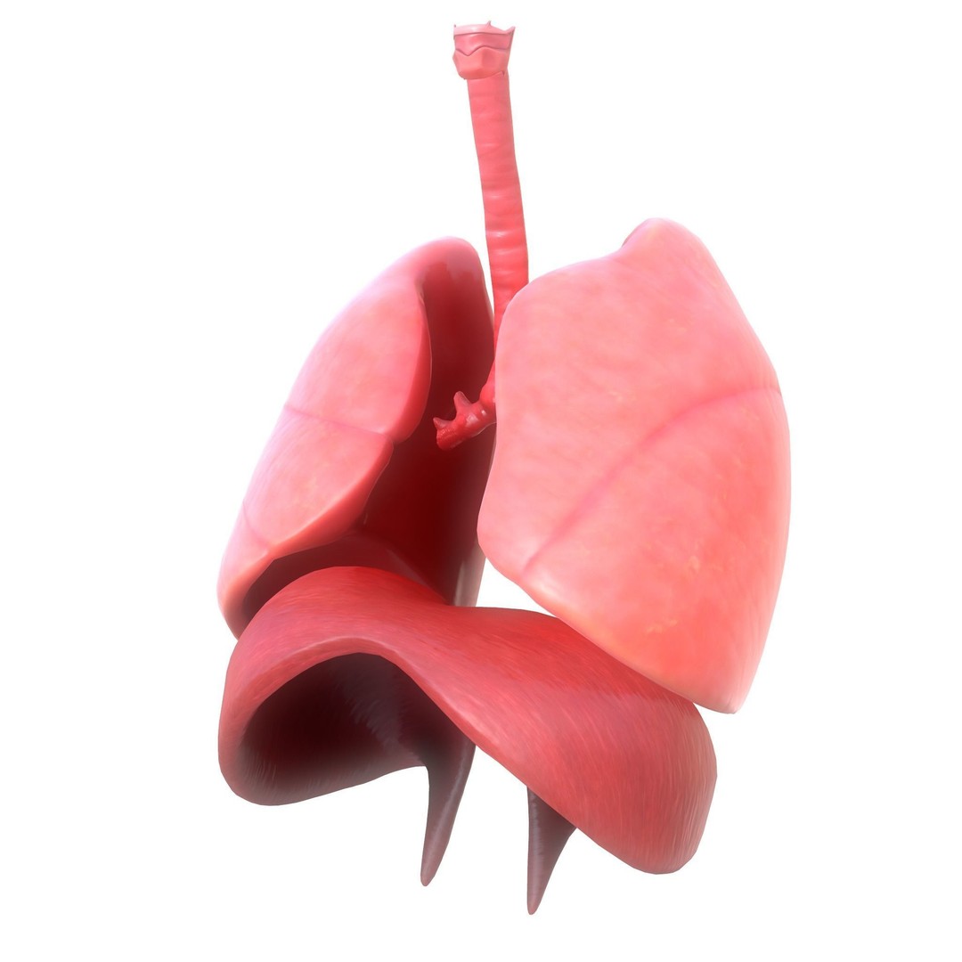 Human Respiratory System 3D Model – Low Poly Animated Asset, FBX - View 5