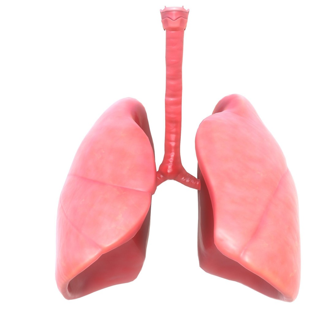 Human Respiratory System 3D Model – Low Poly Animated Asset, FBX - View 6