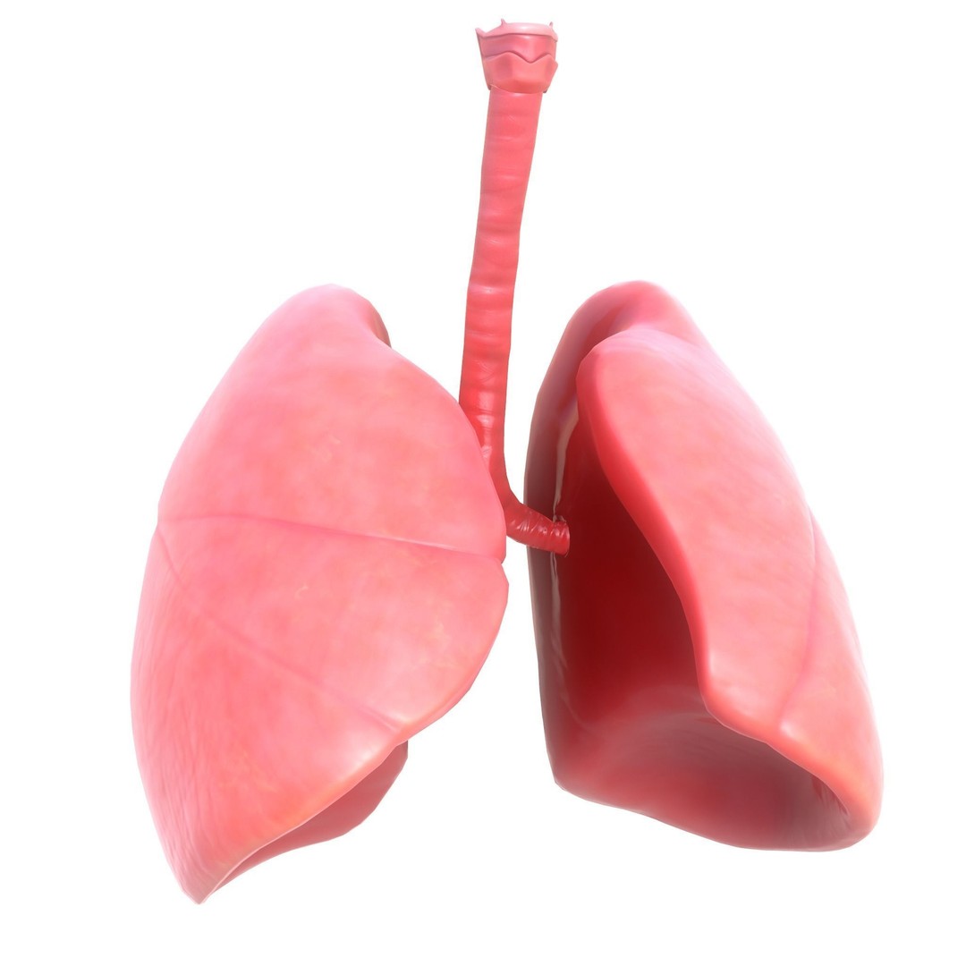 Human Respiratory System 3D Model – Low Poly Animated Asset, FBX - View 7