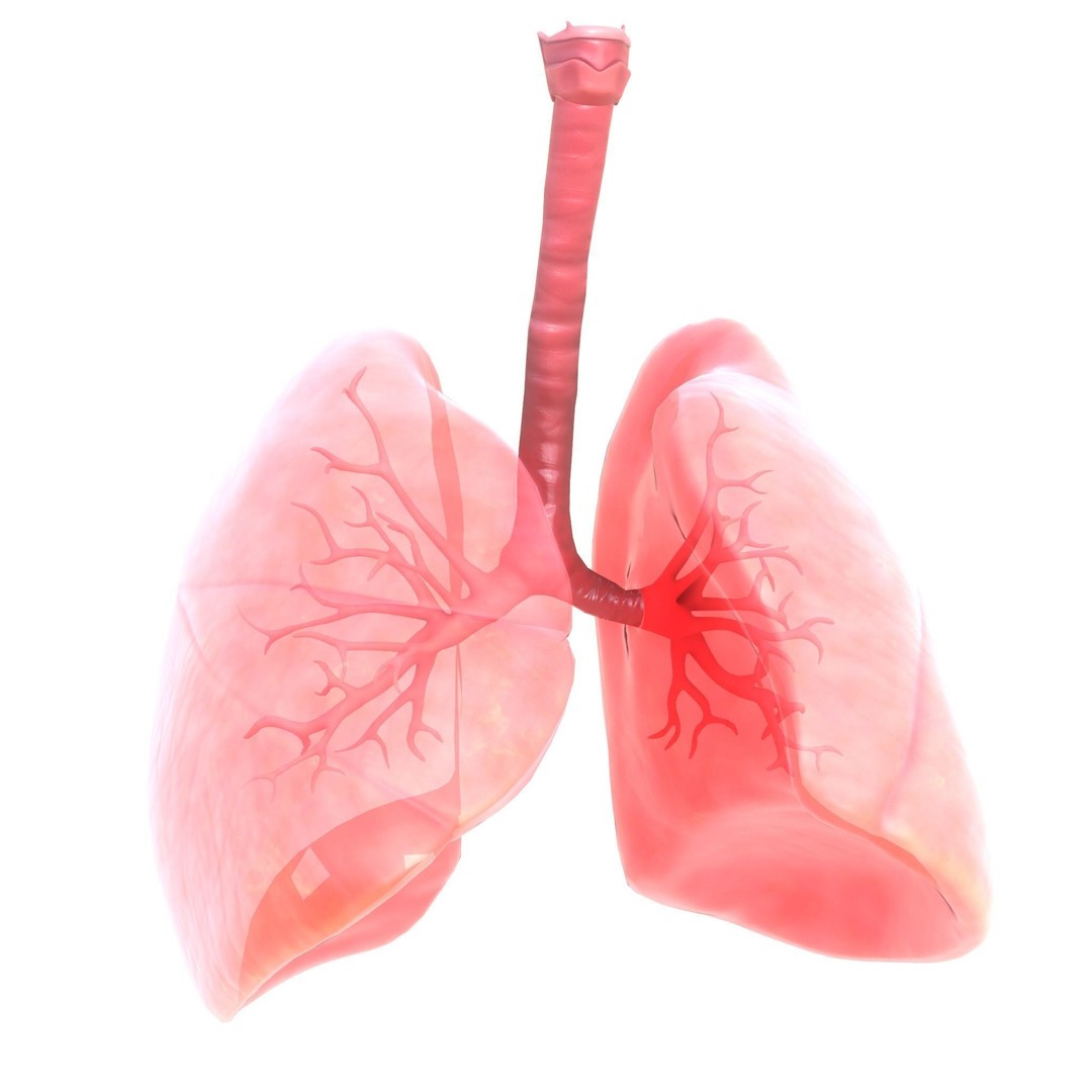Human Respiratory System 3D Model – Low Poly Animated Asset, FBX - View 8