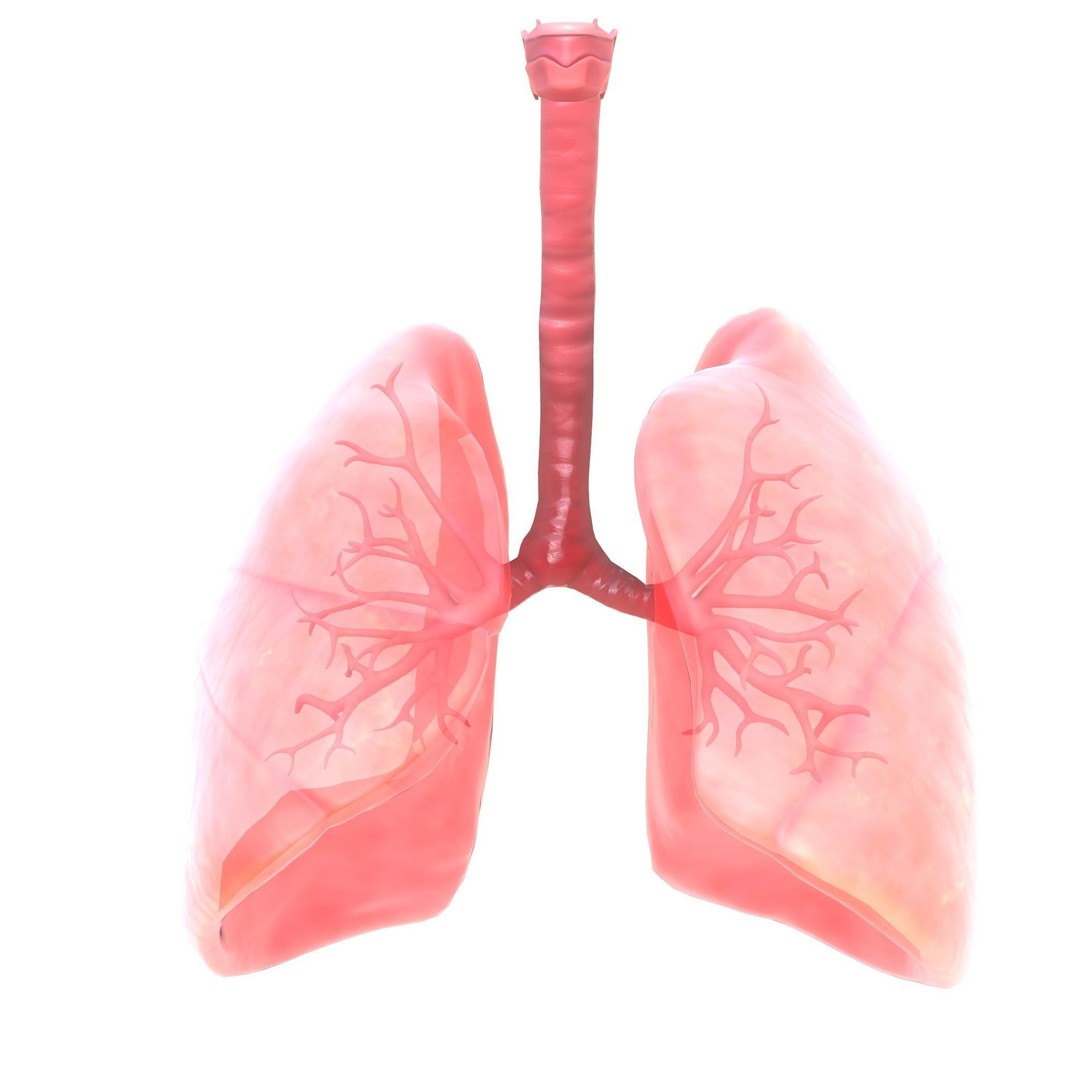 Human Respiratory System 3D Model – Low Poly Animated Asset, FBX - View 9