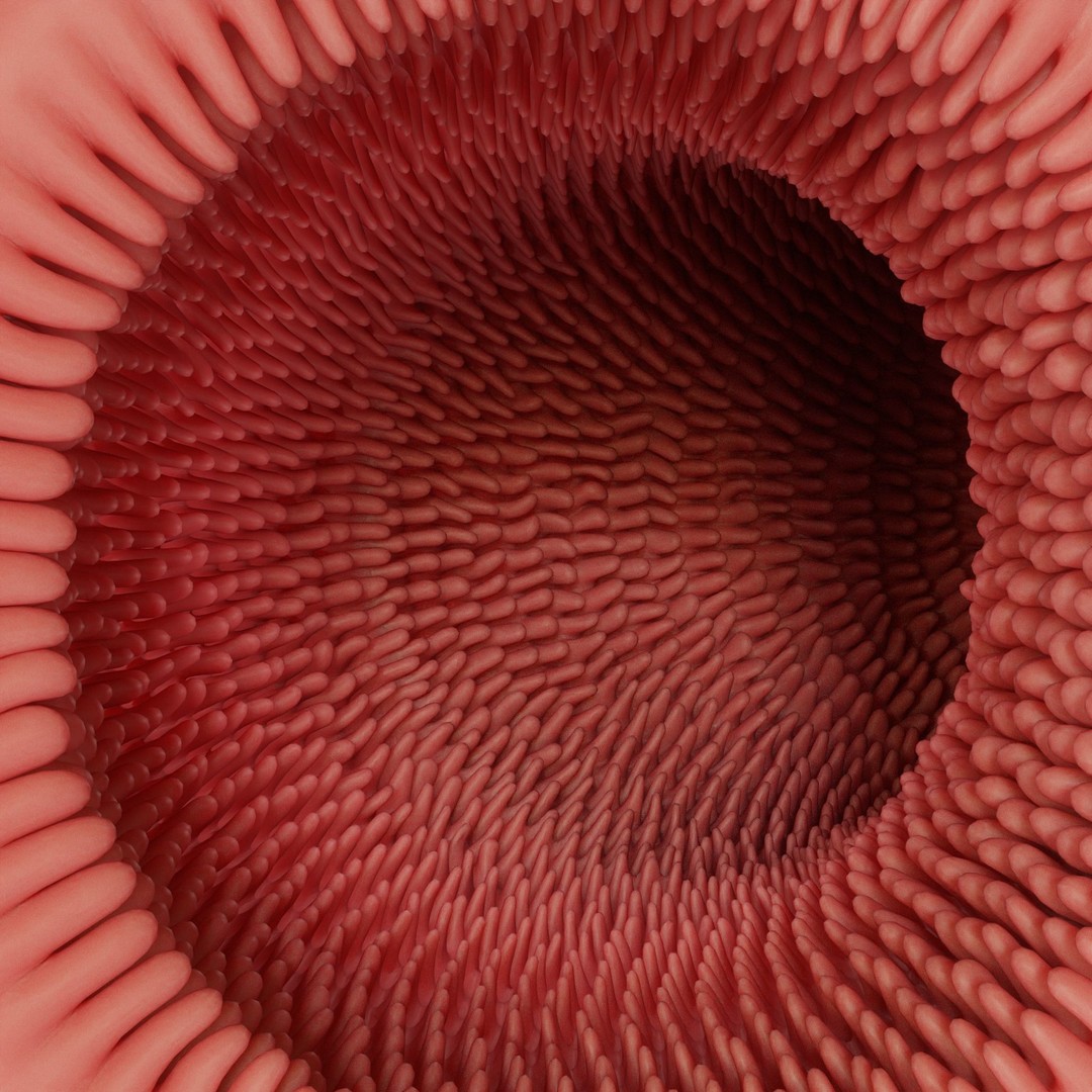 Intestinal Villi 3D Model – Animated Anatomy Asset in FBX, OBJ Formats - View 10