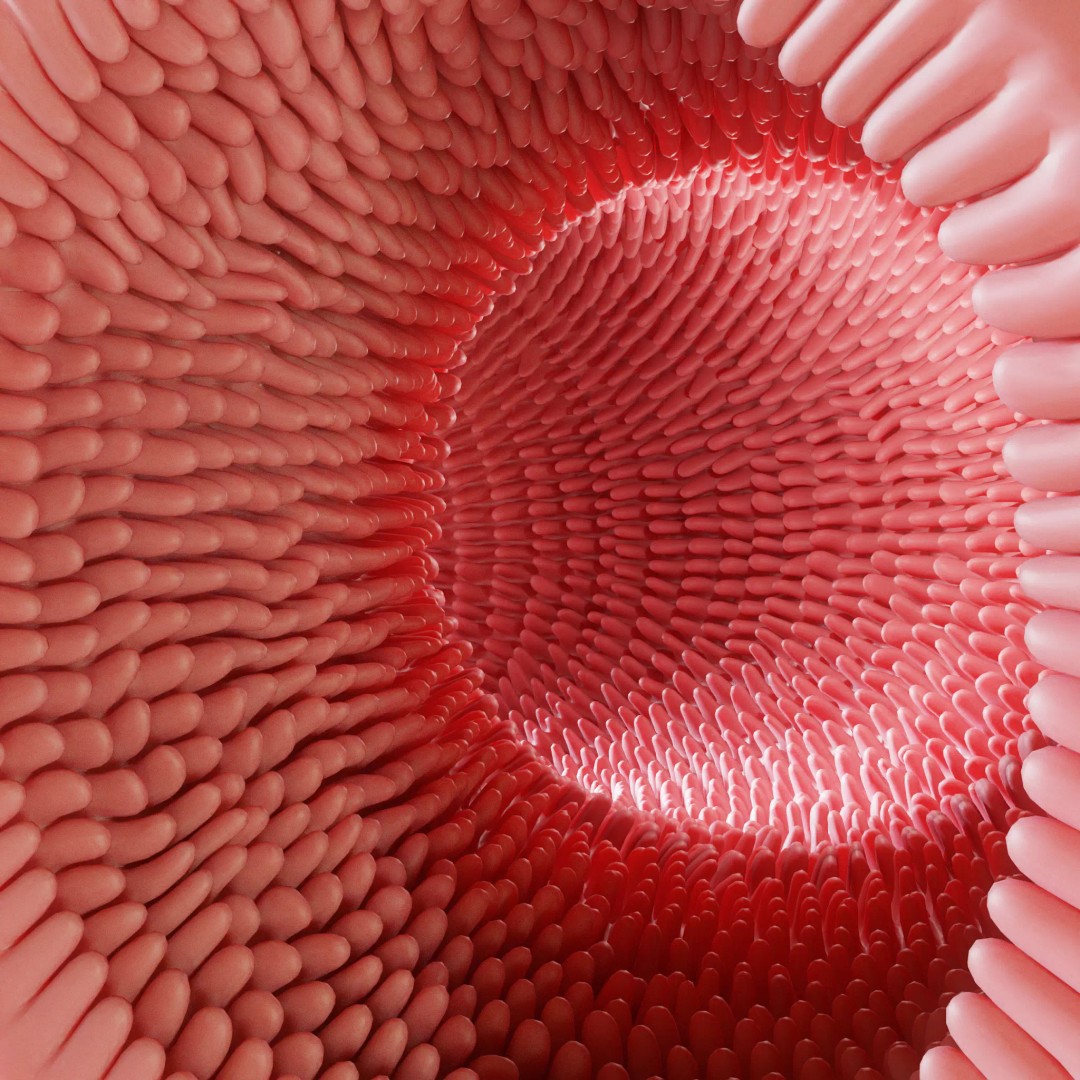 Intestinal Villi 3D Model – Animated Anatomy Asset in FBX, OBJ Formats - View 2