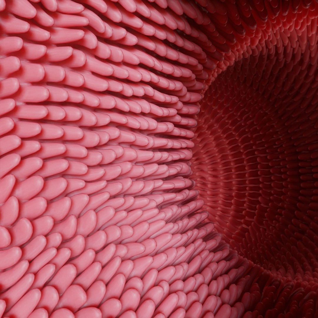 Intestinal Villi 3D Model – Animated Anatomy Asset in FBX, OBJ Formats - View 4