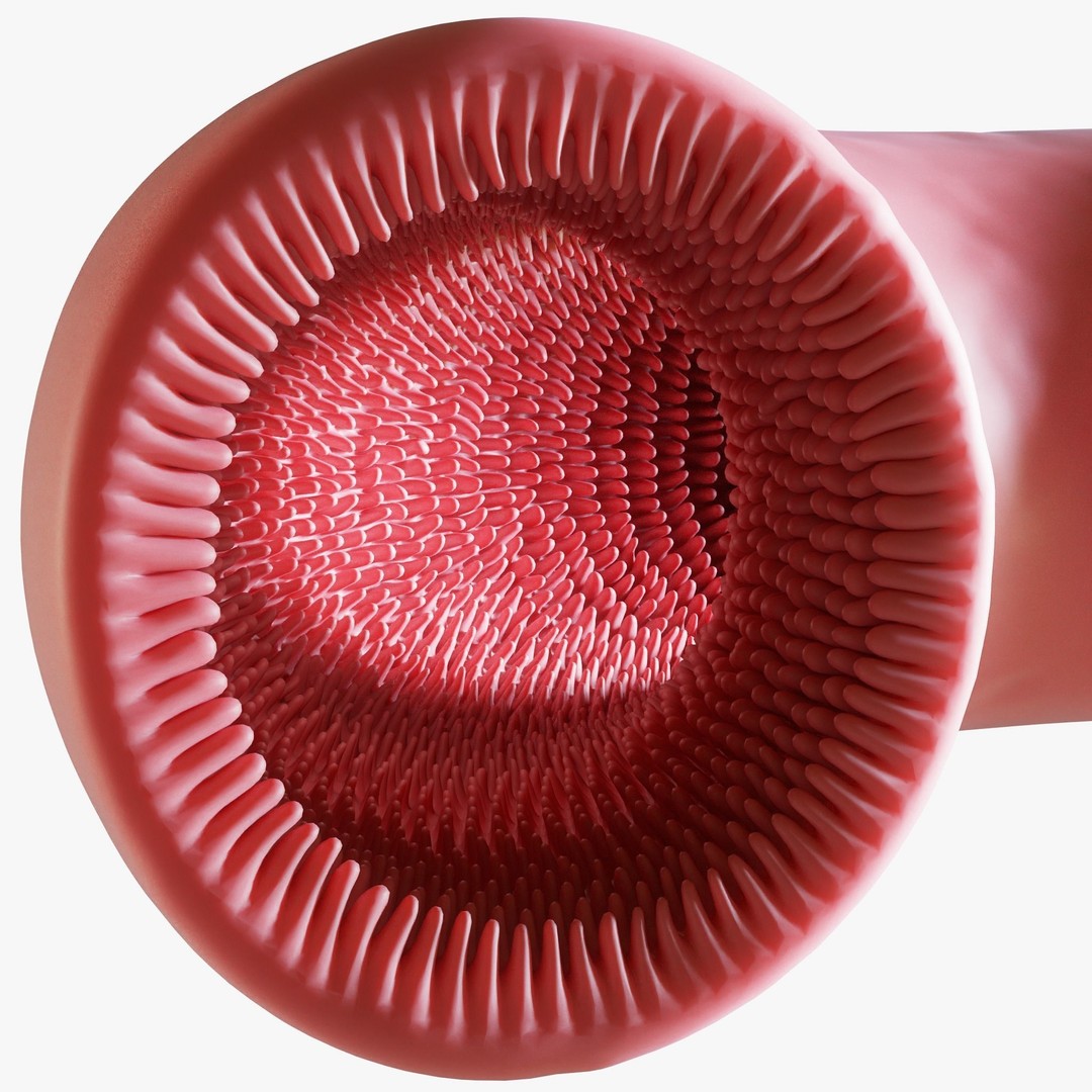 Intestinal Villi 3D Model – Animated Anatomy Asset in FBX, OBJ Formats - View 5