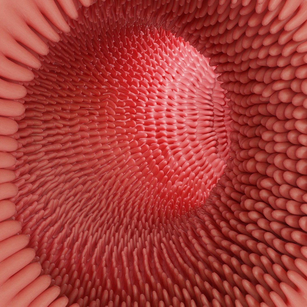 Intestinal Villi 3D Model – Animated Anatomy Asset in FBX, OBJ Formats - View 6