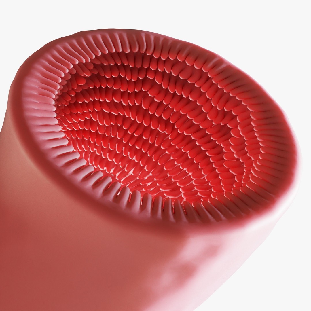 Intestinal Villi 3D Model – Animated Anatomy Asset in FBX, OBJ Formats - View 8