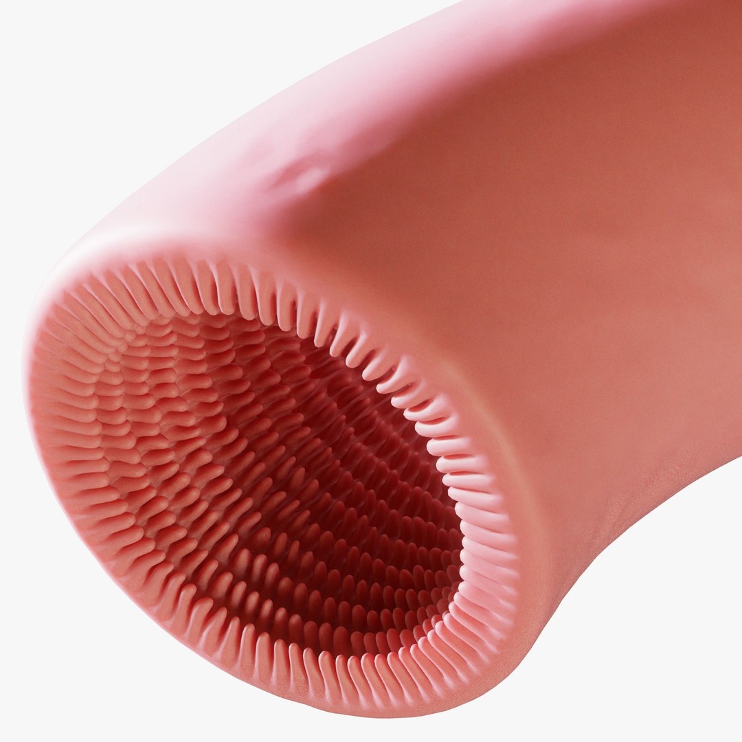 Intestinal Villi 3D Model – Animated Anatomy Asset in FBX, OBJ Formats - View 9