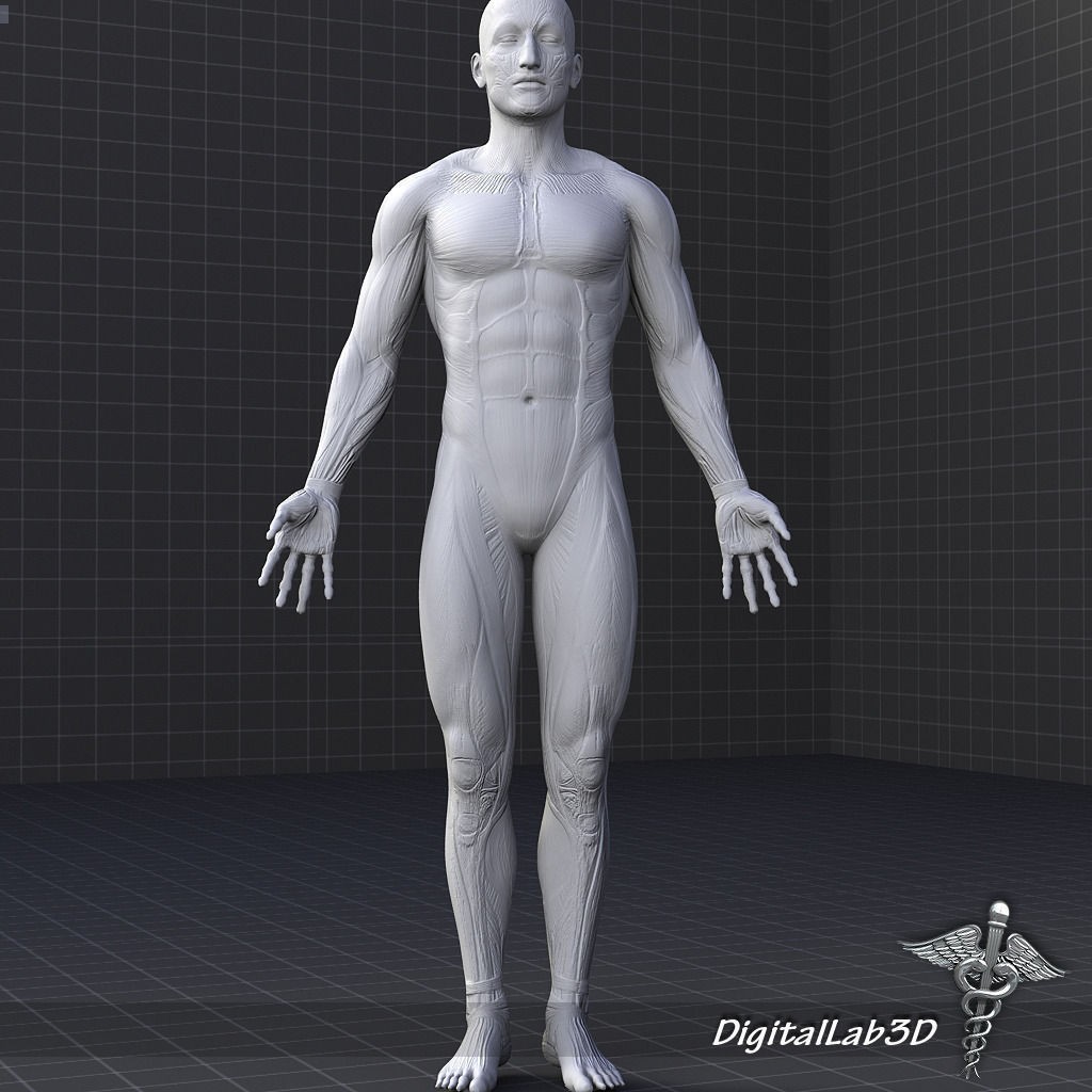 Human Male Muscular System 3D Model – Anatomical Rigged Asset, FBX