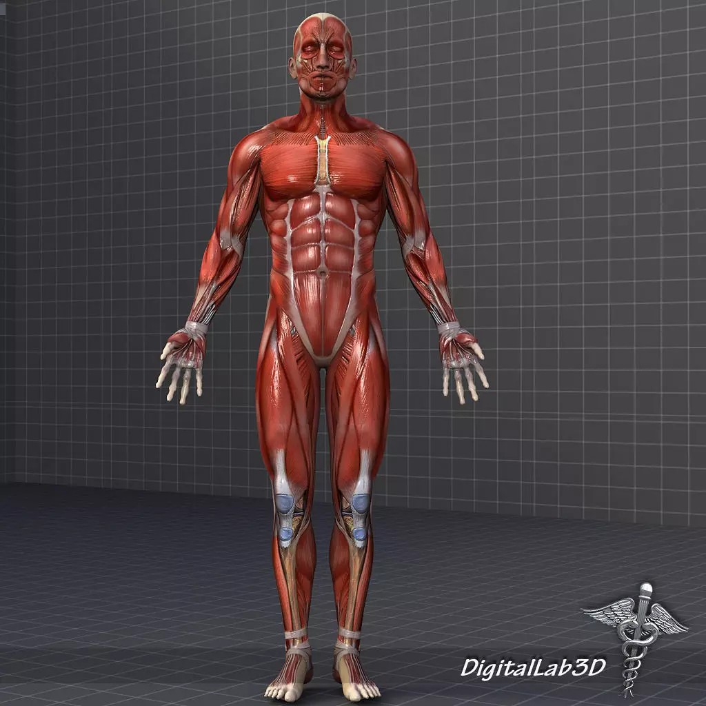 Human Male Muscular System 3D Model – Anatomical Rigged Asset, FBX - View 2