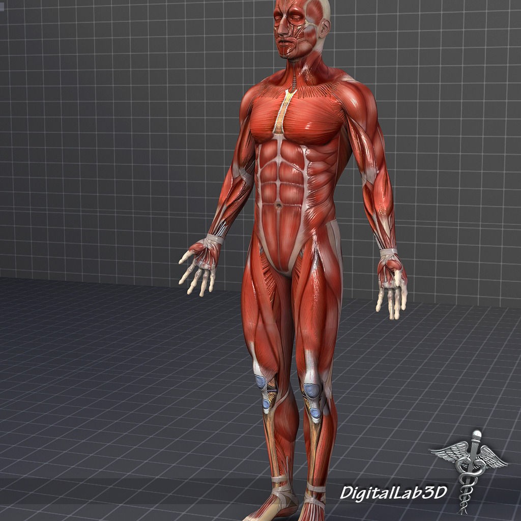Human Male Muscular System 3D Model – Anatomical Rigged Asset, FBX - View 3