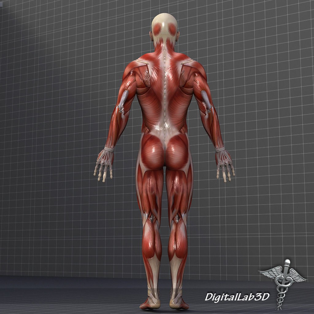 Human Male Muscular System 3D Model – Anatomical Rigged Asset, FBX - View 4