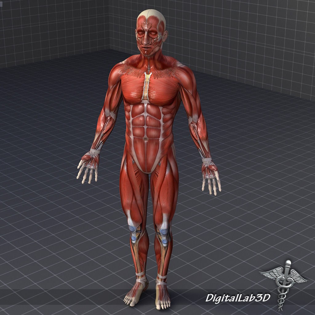 Human Male Muscular System 3D Model – Anatomical Rigged Asset, FBX - View 5