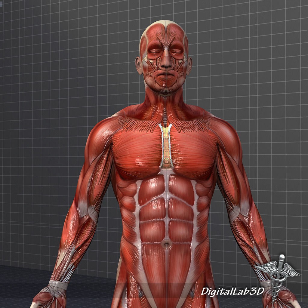 Human Male Muscular System 3D Model – Anatomical Rigged Asset, FBX - View 6